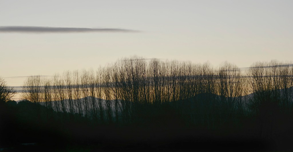 Álamos cercanos a Magaz de Arriba, Arganza, El Bierzo, León, Castilla y León, España.