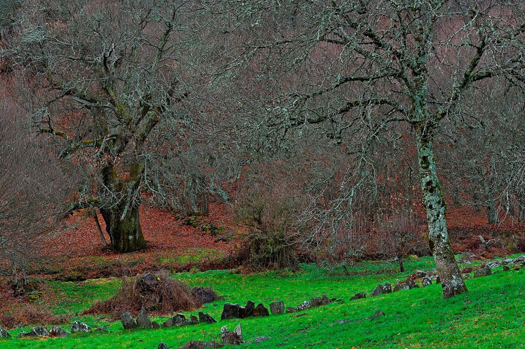 Cercanías de la localidad Valle de Ancares (Candín), Ancares, El Bierzo, León, Castilla y León, España.