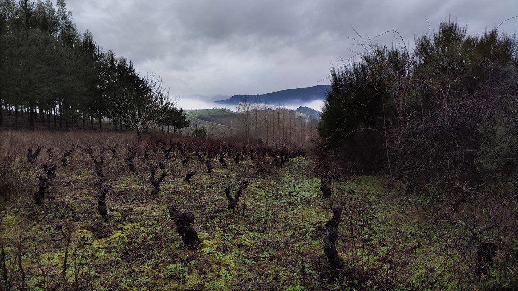 Entre Arganza y Cacabelos, El Bierzo, León, Castilla y León, España.