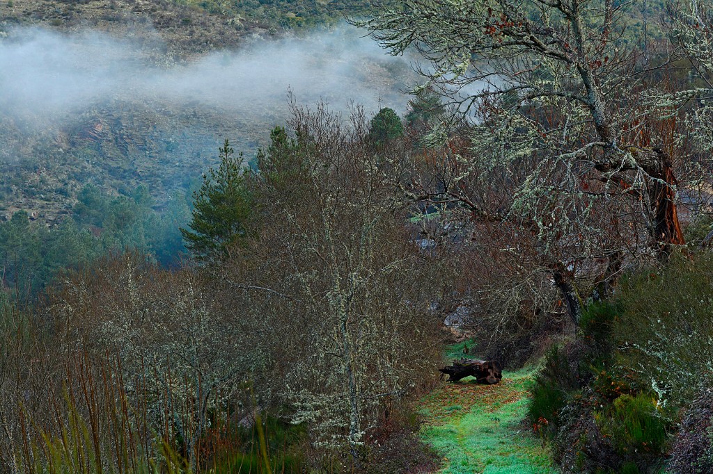 Cercanías de San Vicente, Arganza, El Bierzo, León, Castilla y León, España.