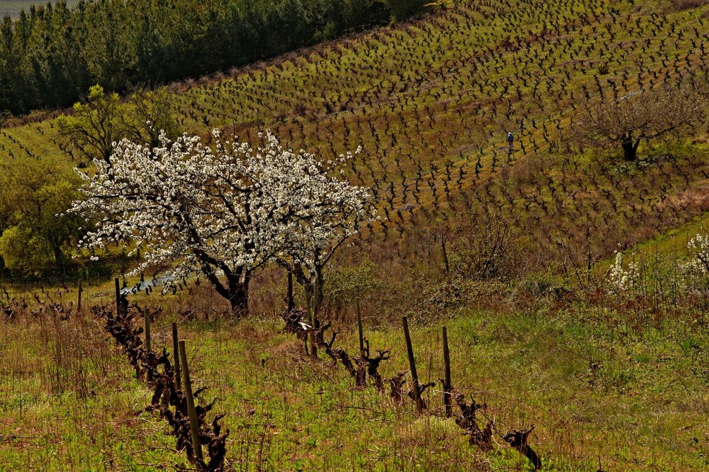 Inmediaciones de Arganza y Cacabelos, El Bierzo, León, Castilla y León, España.