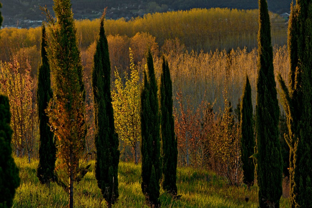 Aula o bosque didáctico de José Luis PRADA "A TOPE" en las cercanías de Arganza, El Bierzo, León, Castilla y León, España.