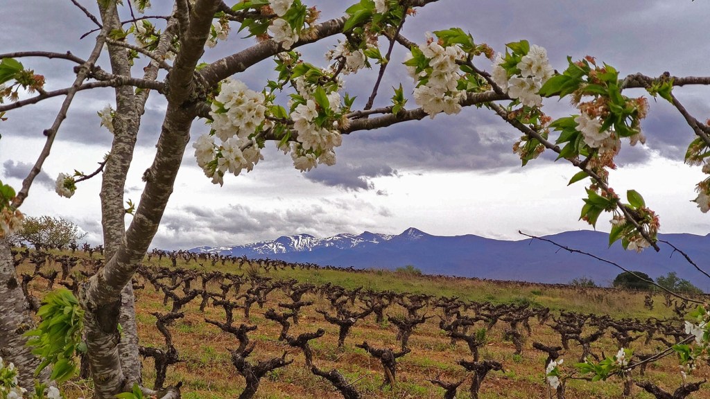 Desde el Campo de San Bartolo de Cacabelos, El Bierzo, León, Castilla y León, España.