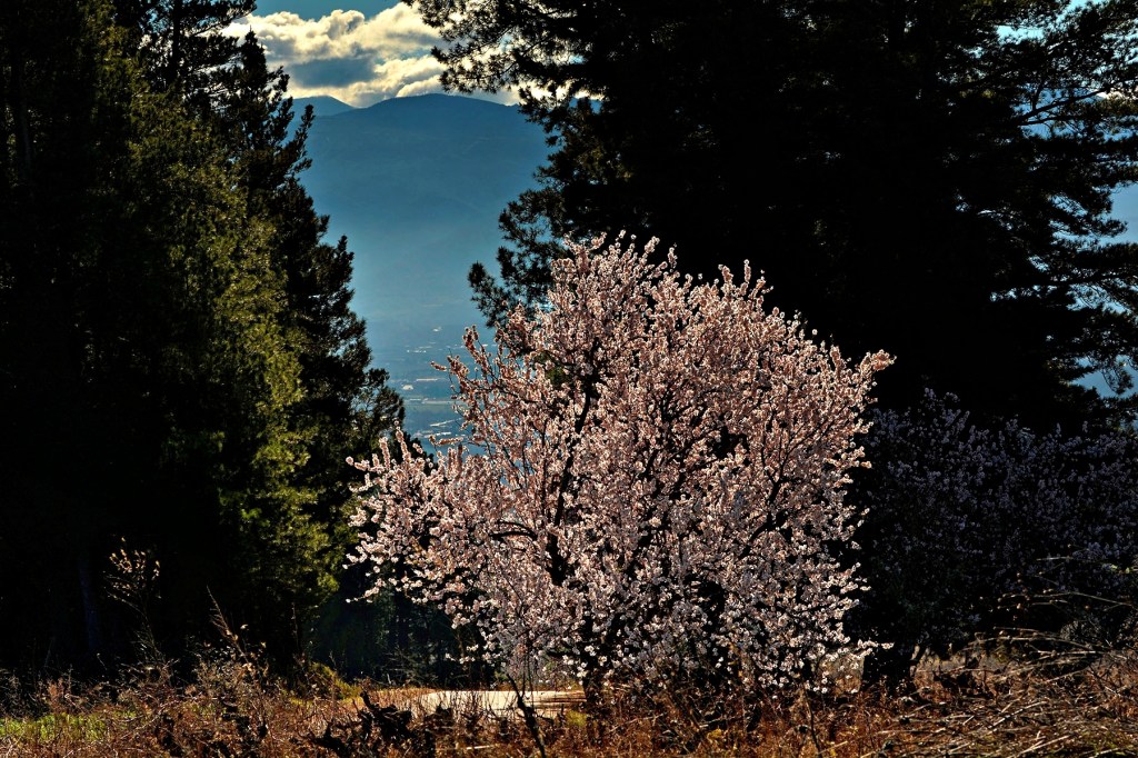 La primavera ha llegado a la meseta de Castro Ventosa por el lado de Cacabelos, El Bierzo, Léon, Castilla y León, España.