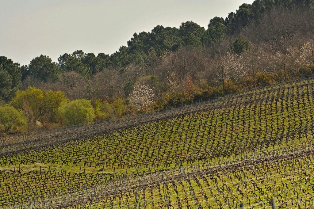 inmediaciones de Magaz de Arriba, Arganza, El Bierzo, León, Castilla y León, España.