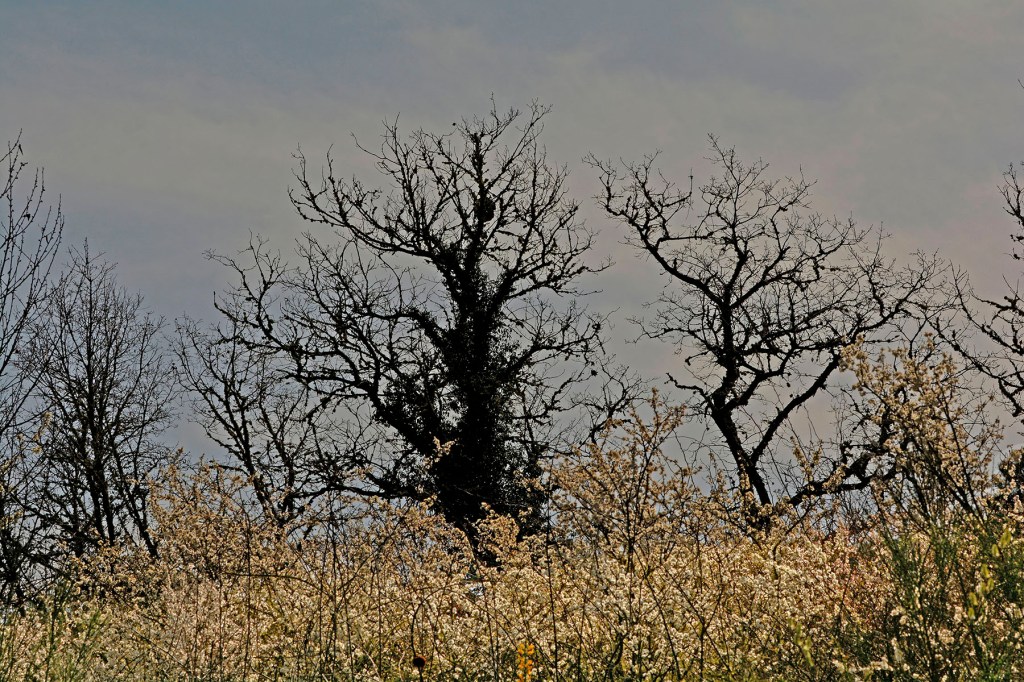 Inmediaciones de Magaz de Arriba, Arganza, El Bierzo, León, Castilla y León, España.
