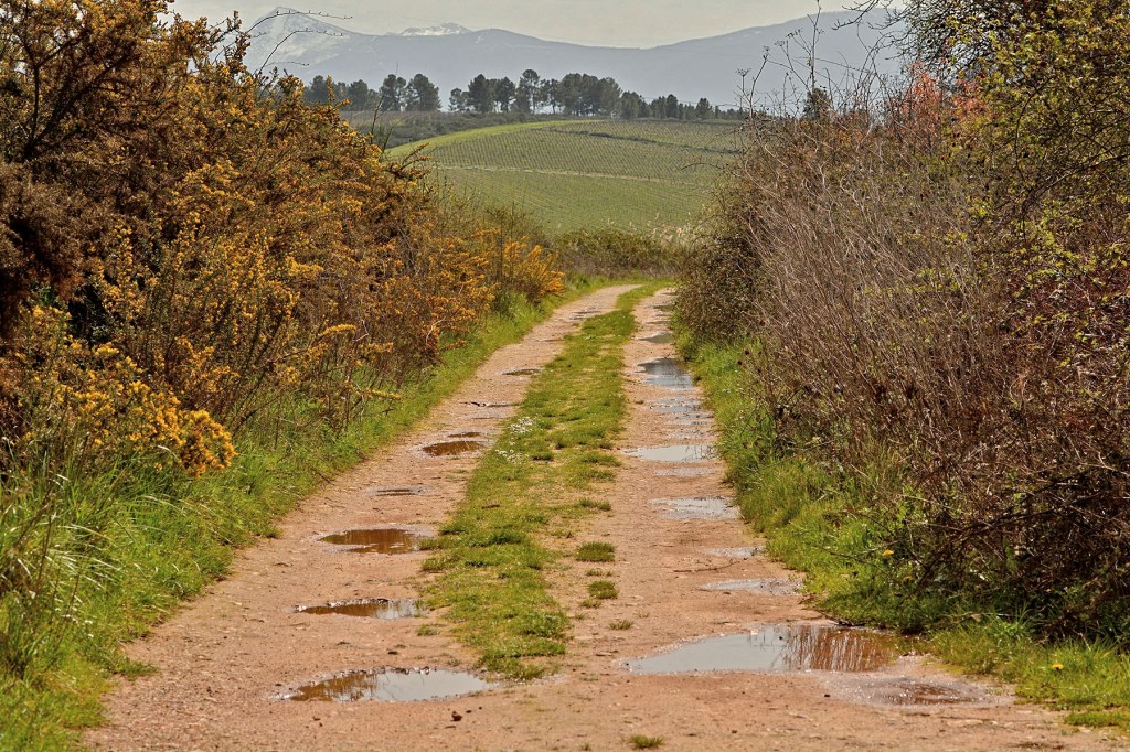 Inmediaciones de Cacabelos, El Bierzo, León, Castilla y León, España.