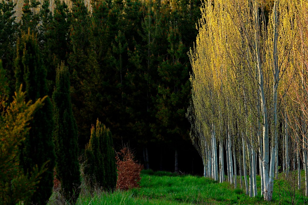 En el bosque didáctico de José Luis Prada en Arganza, El Bierzo, León, Castilla y León, España.