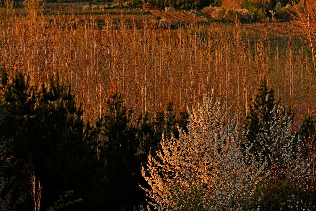 Vista del entorno de Arganza desde el bosque didáctico de José Luis PRADA Méndez, El Bierzo, León, Castilla y León, España.
