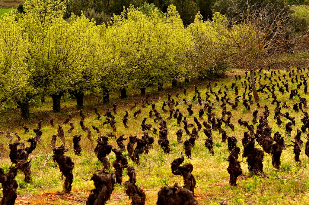 Inmediaciones de Magaz de Arriba, Arganza, El Bierzo, León, Castilla y León, España.