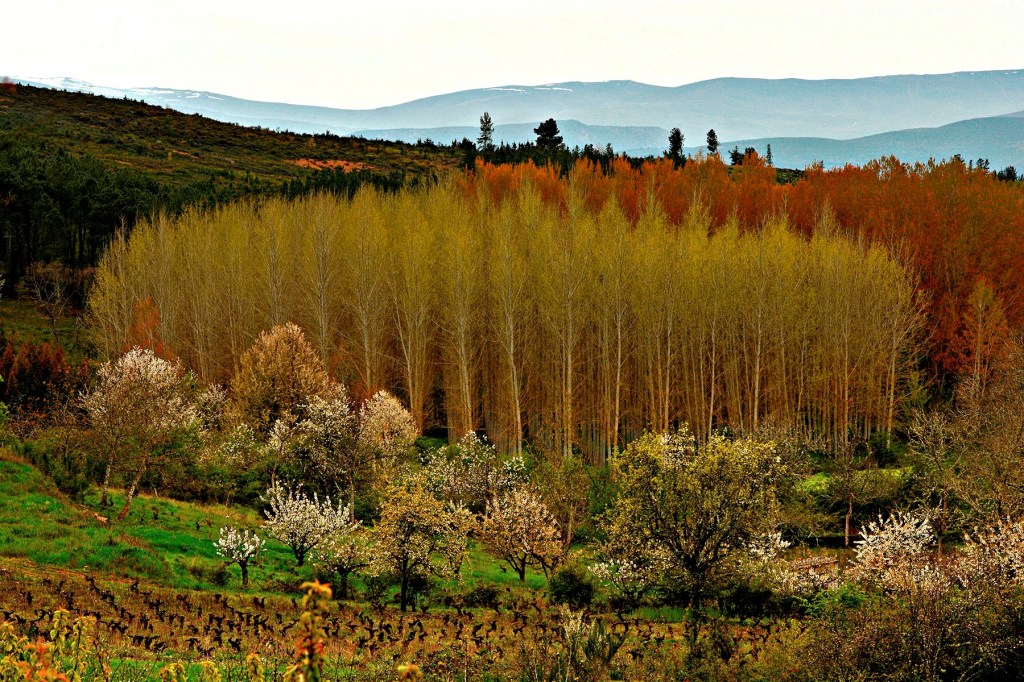 Inmediaciones del Arganza, El Bierzo, León, Castilla y León, España.