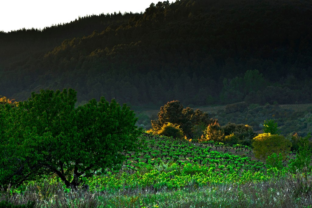Inmediaciones de San Clemente, Cacabelos, El Bierzo, León, Castilla y León, España.
