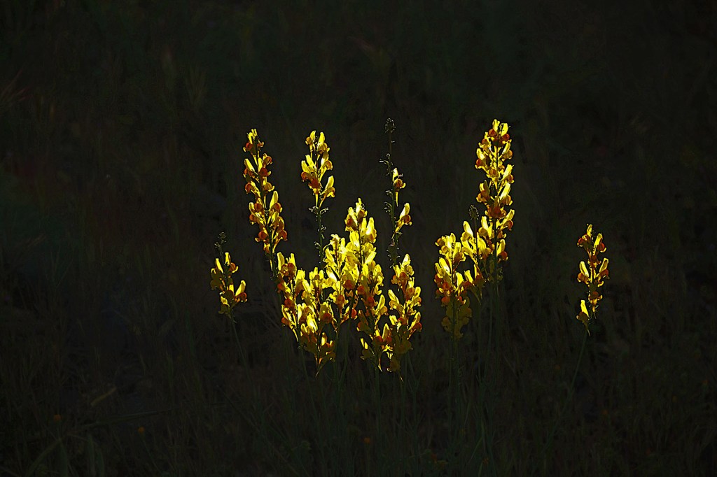 Flores de escoba en Cacabelos, El Bierzo, León, Castilla y León, España.
