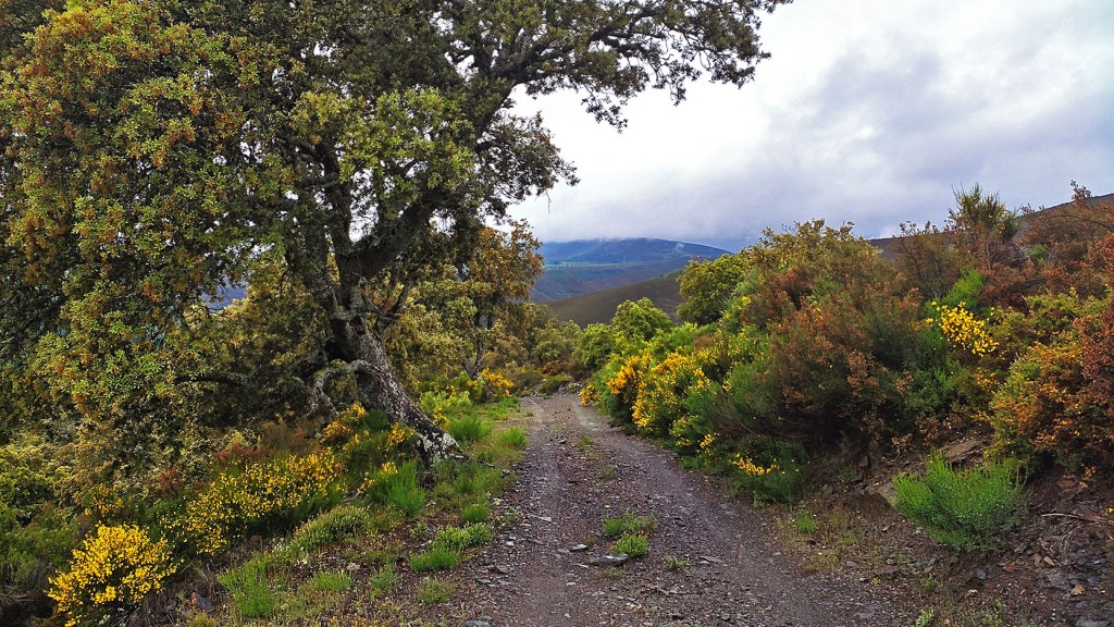 Inmediaciones de Santa Cruz del Sil, Páramo del Sil, El Bierzo, León, Castilla y León, España.