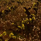 SERIE : BAJO OTRA MIRADA (II) – Primavera (12)