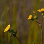 SERIE : BAJO OTRA MIRADA (II) – Primavera (13)