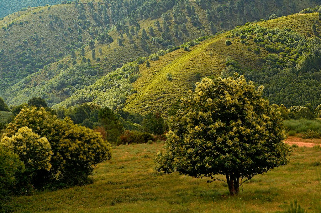 Inmediaciones de Paradiña, Villafranca del Bierzo, El Bierzo, León, Castilla y León, España.