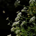 SERIE : BAJO OTRA MIRADA (II) – Verano (2)