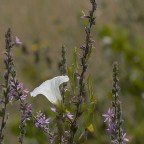 SERIE : BAJO OTRA MIRADA (II) – Verano (4)