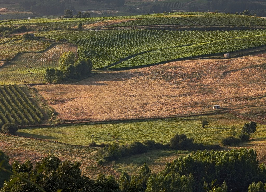 Entre Cacabelos y Magaz de Arriba, Arganza, El Bierzo, León, Castilla y León, España.