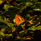 SERIE : BAJO OTRA MIRADA (II) – Verano (8)