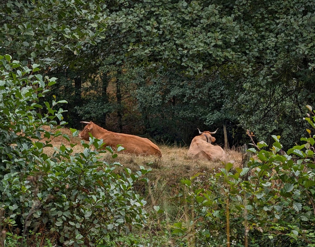 Suertes, Valle de Ancares (Candín), Ancares, El Bierzo, León, Castilla y León, España.
