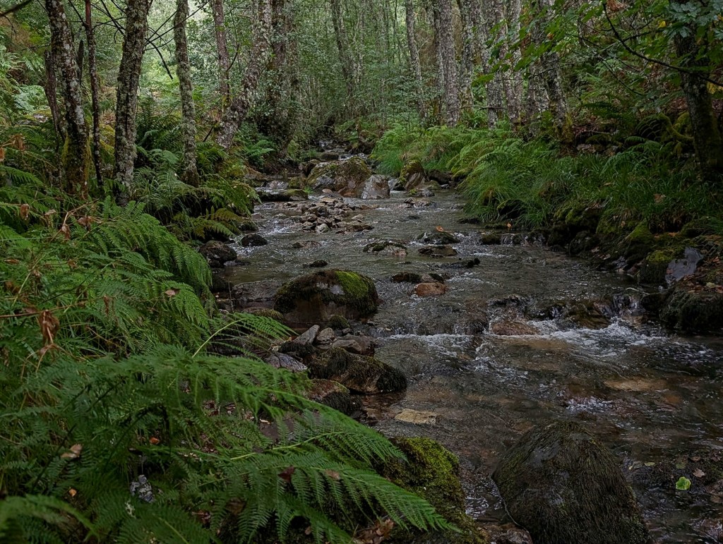 Suertes, Valle de Ancares (Candín), Ancares, El Bierzo, León, Castilla y León, España.