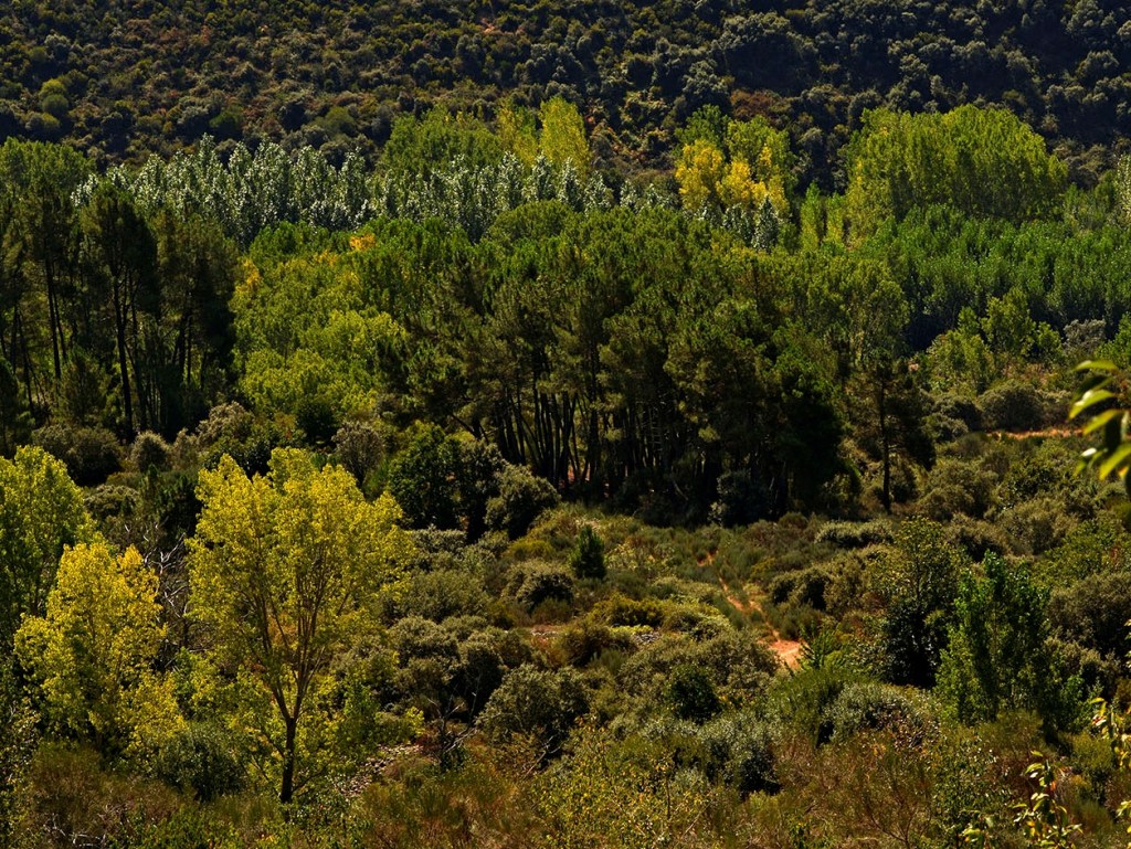 Inmediaciones de Espanillo, Arganza, El Bierzo, León, Castilla y León, España.