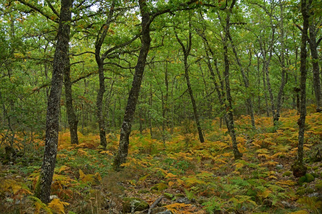 Cerca del paraje de La Leitosa, inmediaciones de Paradiña y Paradaseca, Villafranca del Bierzo, El Bierzo, León, Castilla y León, España.