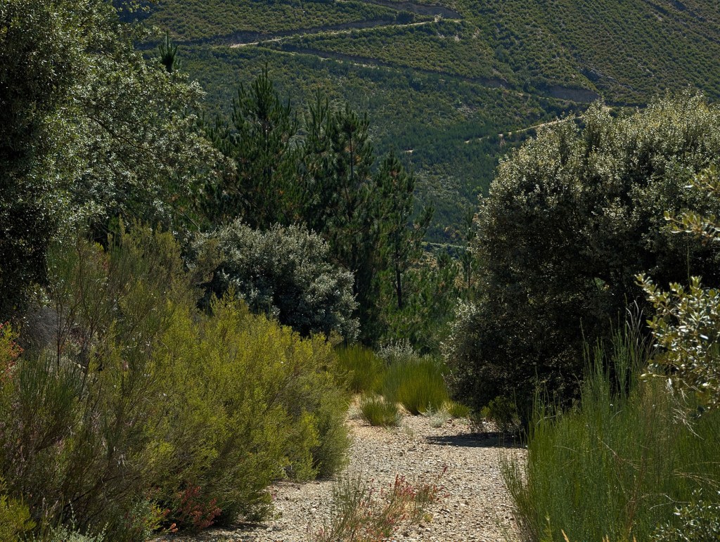 Los Puliñeiros, Villabuena, Cacabelos, El Bierzo, León, Castilla y León, España.