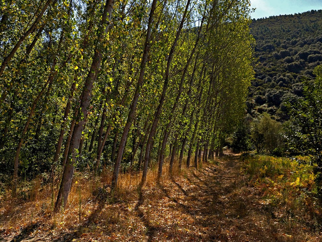 Cercanías de Villabuena, Cacabelos, El Bierzo, León, Castilla y León, España.