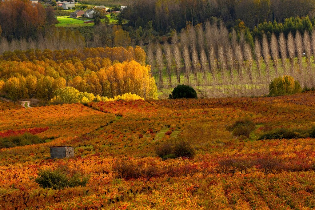 Cacabelos, El Bierzo, León, Castilla y León, España.