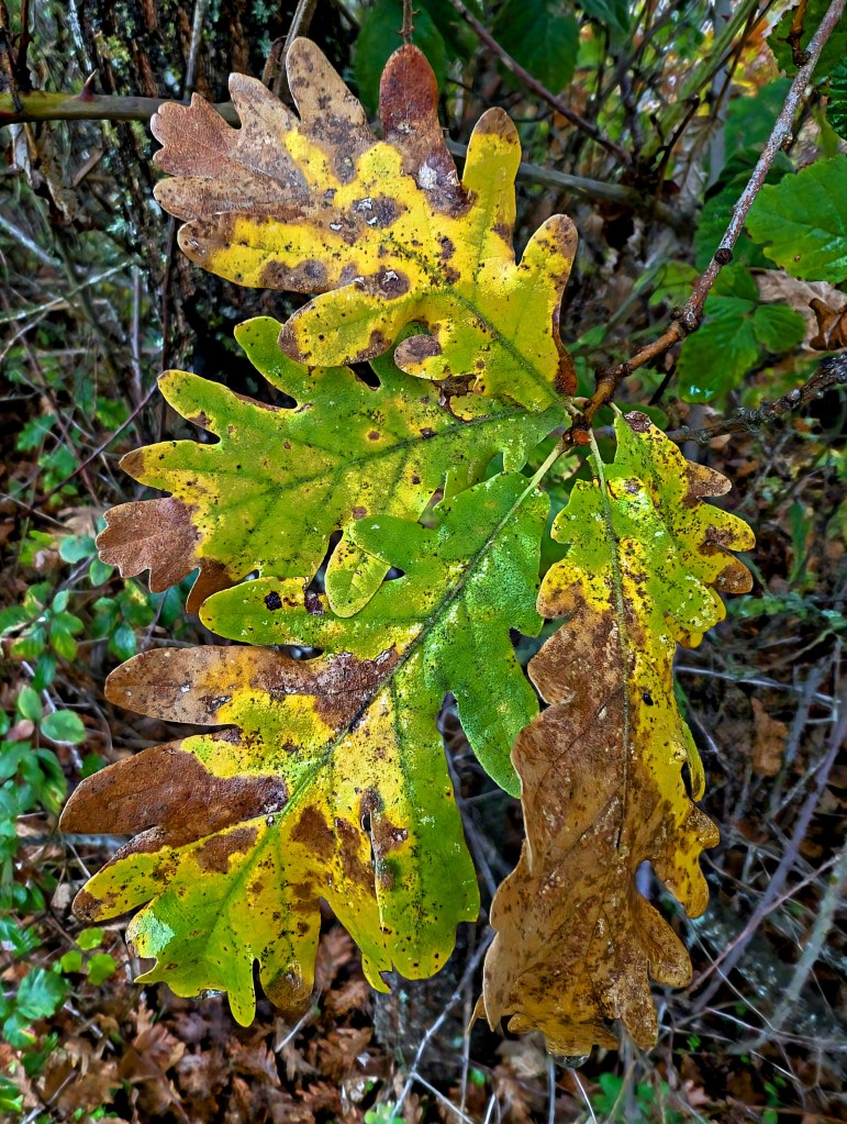 Inmediaciones de Cacabelos, El Bierzo, León, Castilla y León, España.