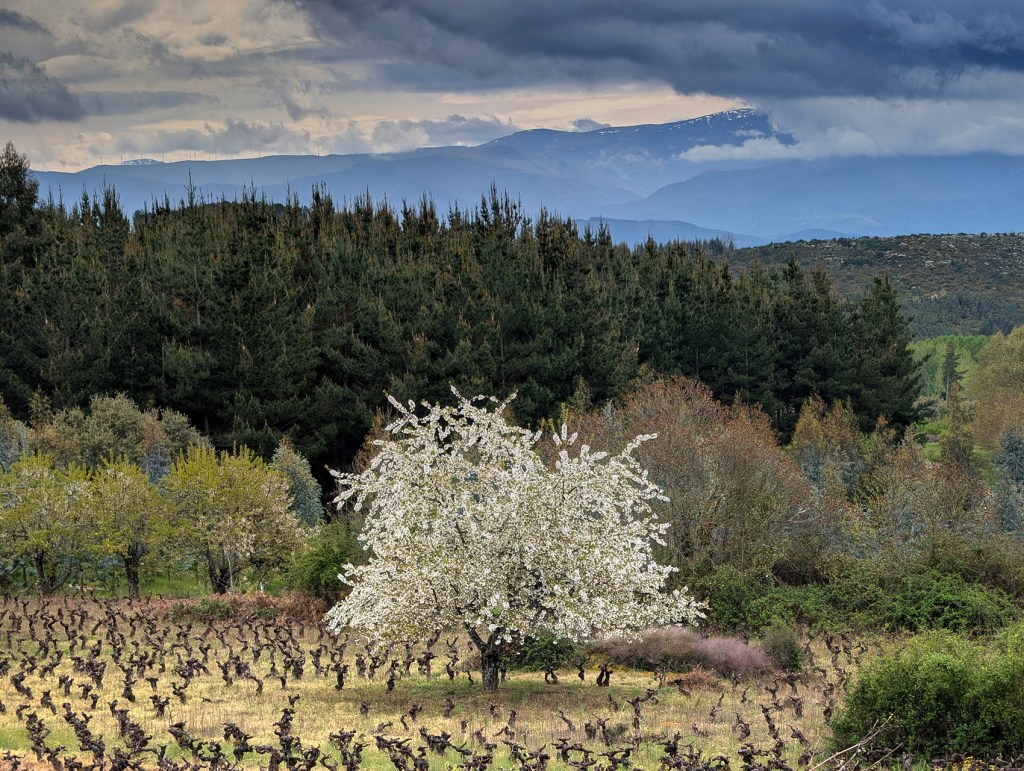 Campelo, Arganza, El Bierzo, León, Castilla y León, España.