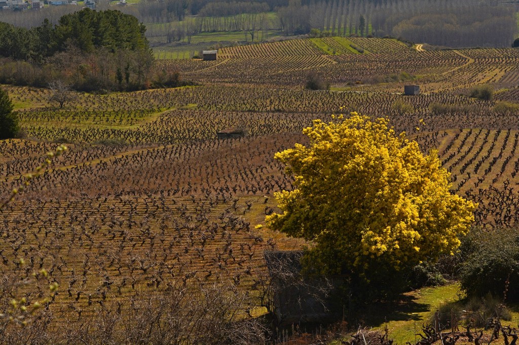 Cacabelos, El Bierzo, León, Castilla y León, España.