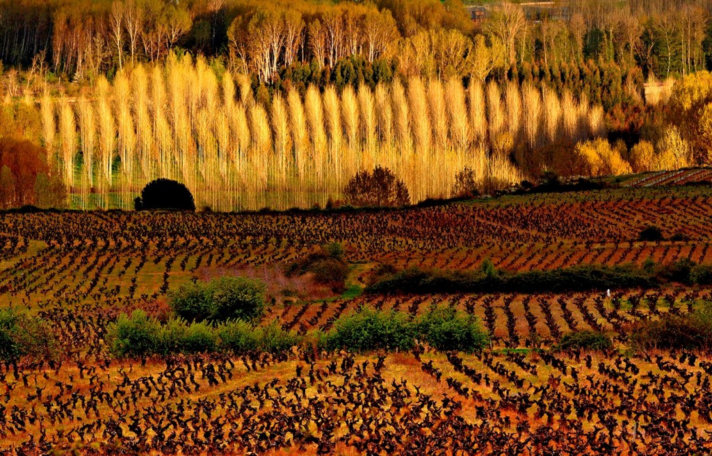 Cacabelos, El Bierzo, León, Castilla y León, España.