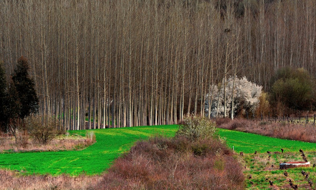 Camponaraya, El Bierzo, León, Castilla y León, España.