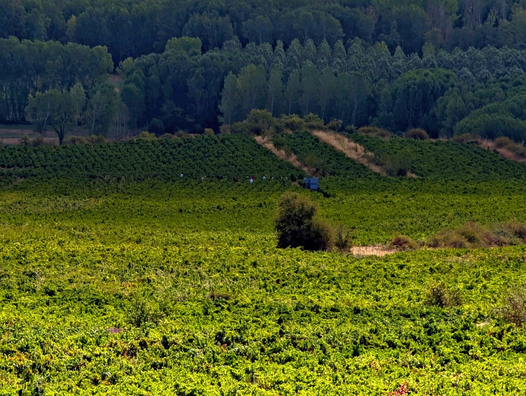 Cacabelos, El Bierzo, León, Castilla y León, España.
