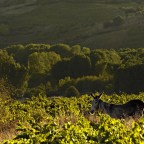 SERIE : LUZ SIN TIEMPO (27)