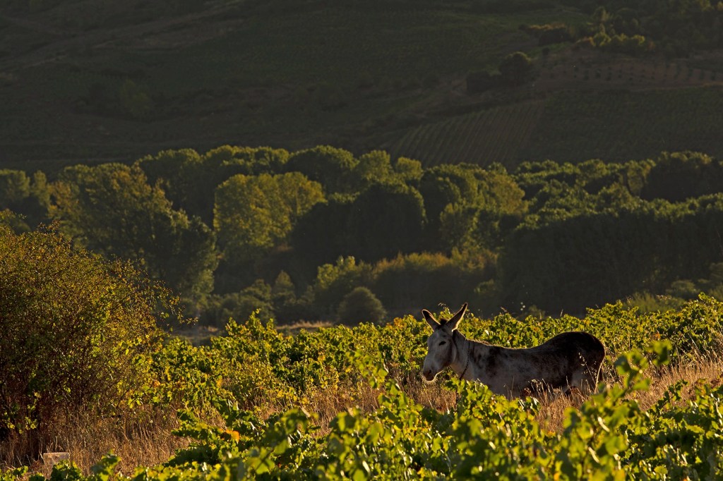 Valtuille de Arriba, Villafranca del Bierzo, El Bierzo, León, Castiulla y León, España.