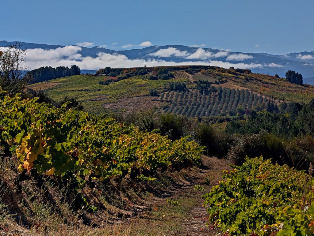 Pieros, Cacabelos, El Bierzo, León, Castilla y León, España.