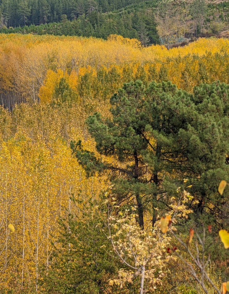 Quilós (Cacabelos) y Arganza, El Bierzo, León, Castilla y León, España.