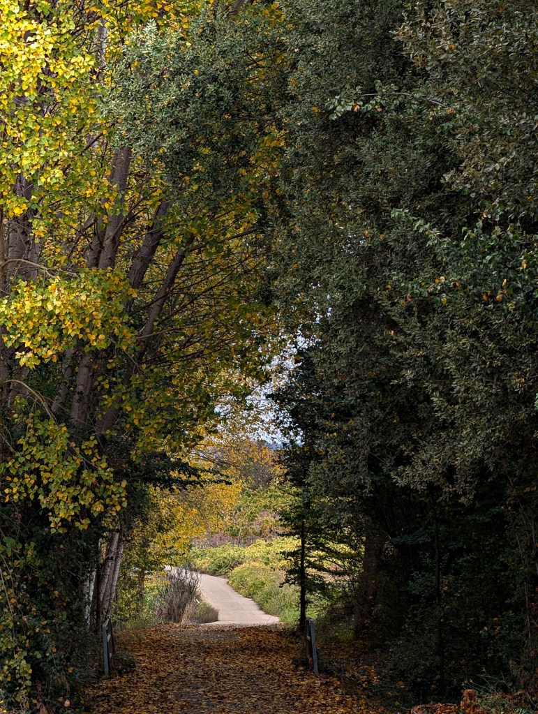 Camponaraya y Cacabelos, El Bierzo, León, Castilla y León, España.