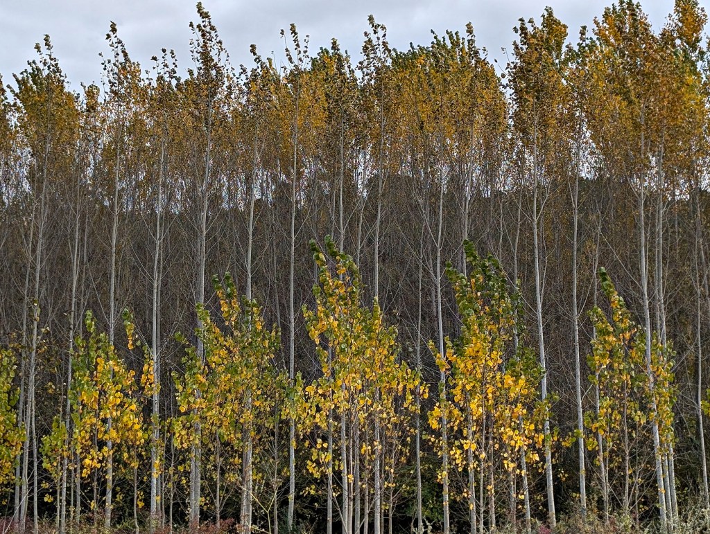 Entre Arganza y Magaz de Arriba, El Bierzo, León, Castilla y León, España.