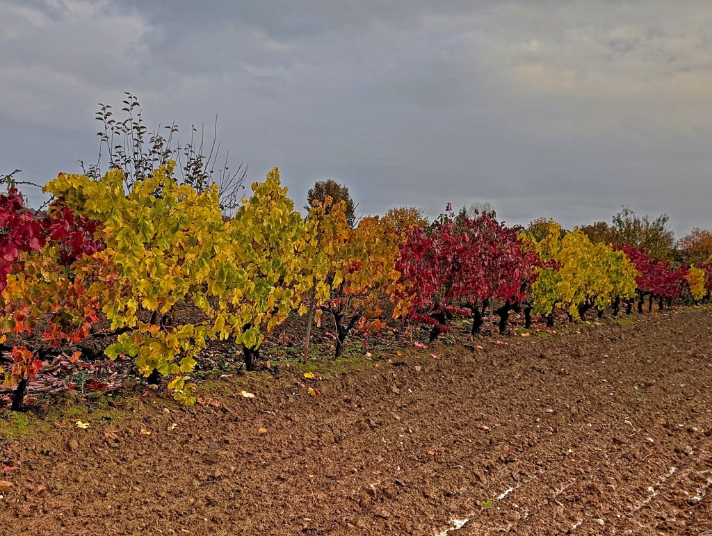 La Edrada, Cacabelos, El Bierzo, León, Castilla y León, España.