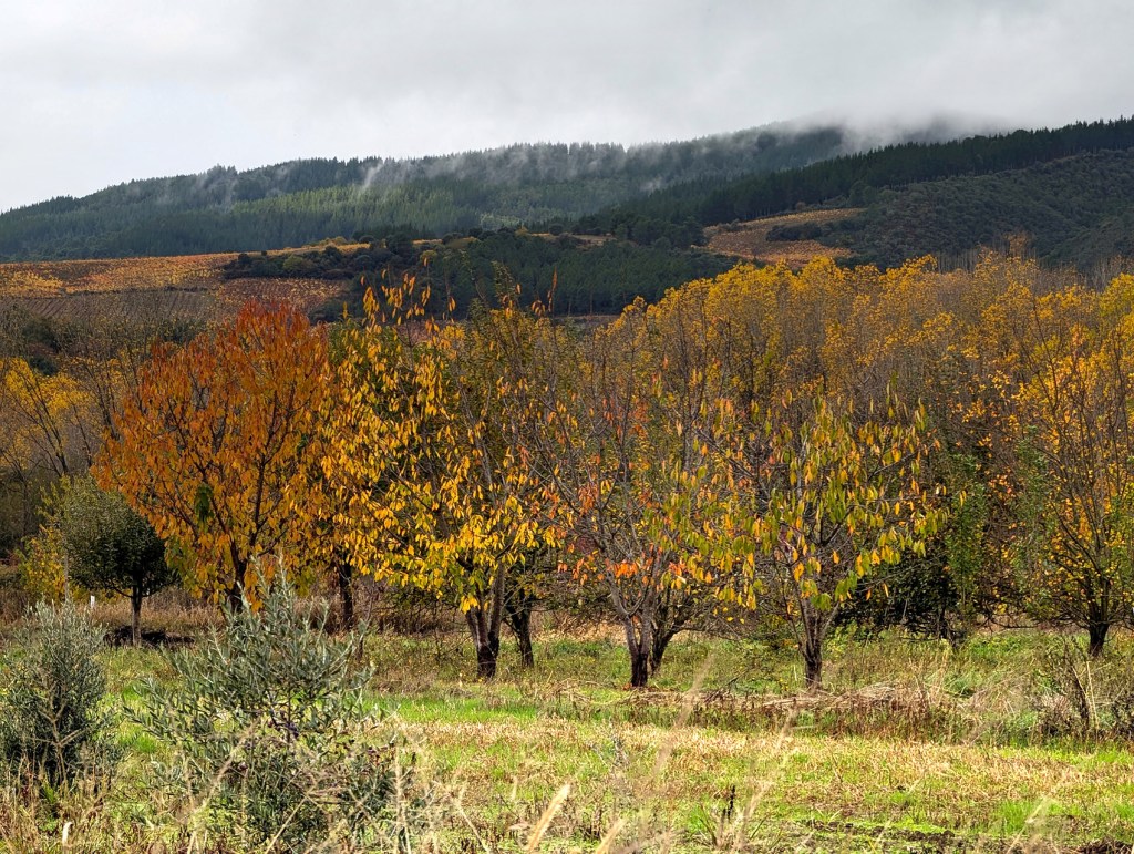 Cercanías de Quilós, Cacabelos, El Bierzo, León, Castilla y León, España.