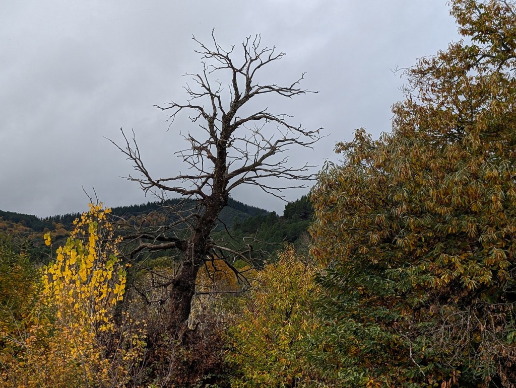 Villabuena, municipio de Cacabelos, El Bierzo, León, Castilla y León, España.