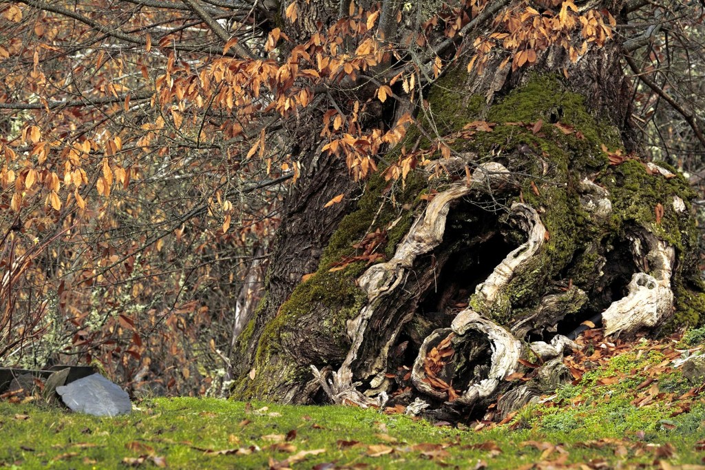 Librán, Toreno, El Bierzo, León, Castilla y León, España.