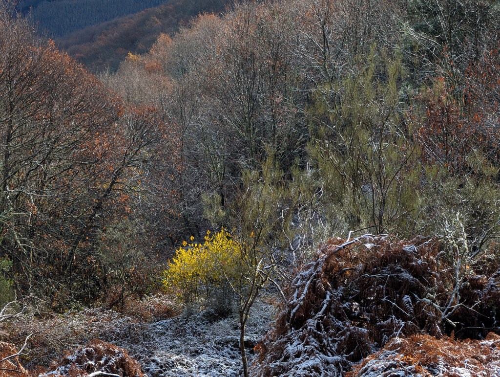 Paradiña, Villafranca del Bierzo, El Bierzo, León, Castilla y León, España.