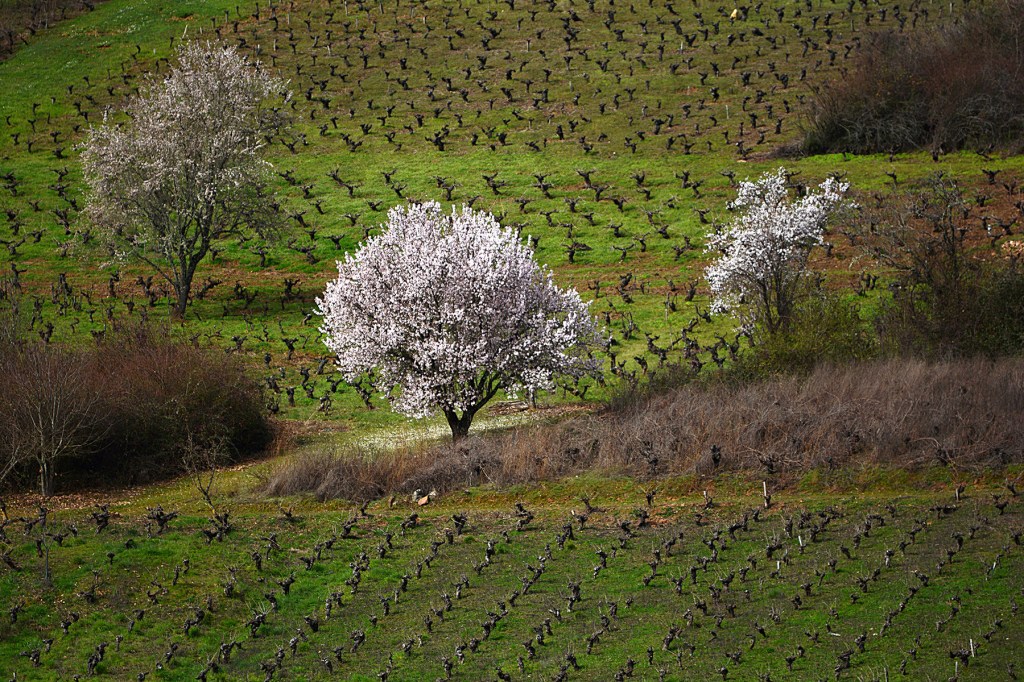 Rimor, Ponferrada, El Bierzo, León, Castilla y León, España.